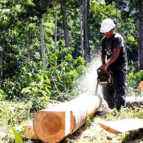 creating jobs and conserving forest in honduras