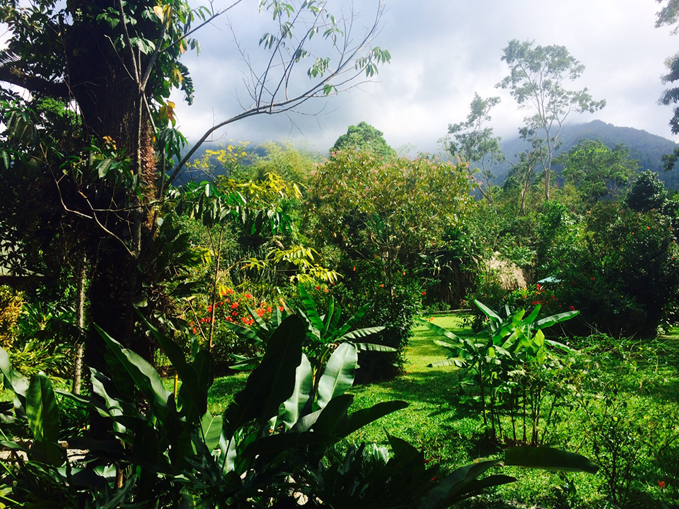 honduras forest